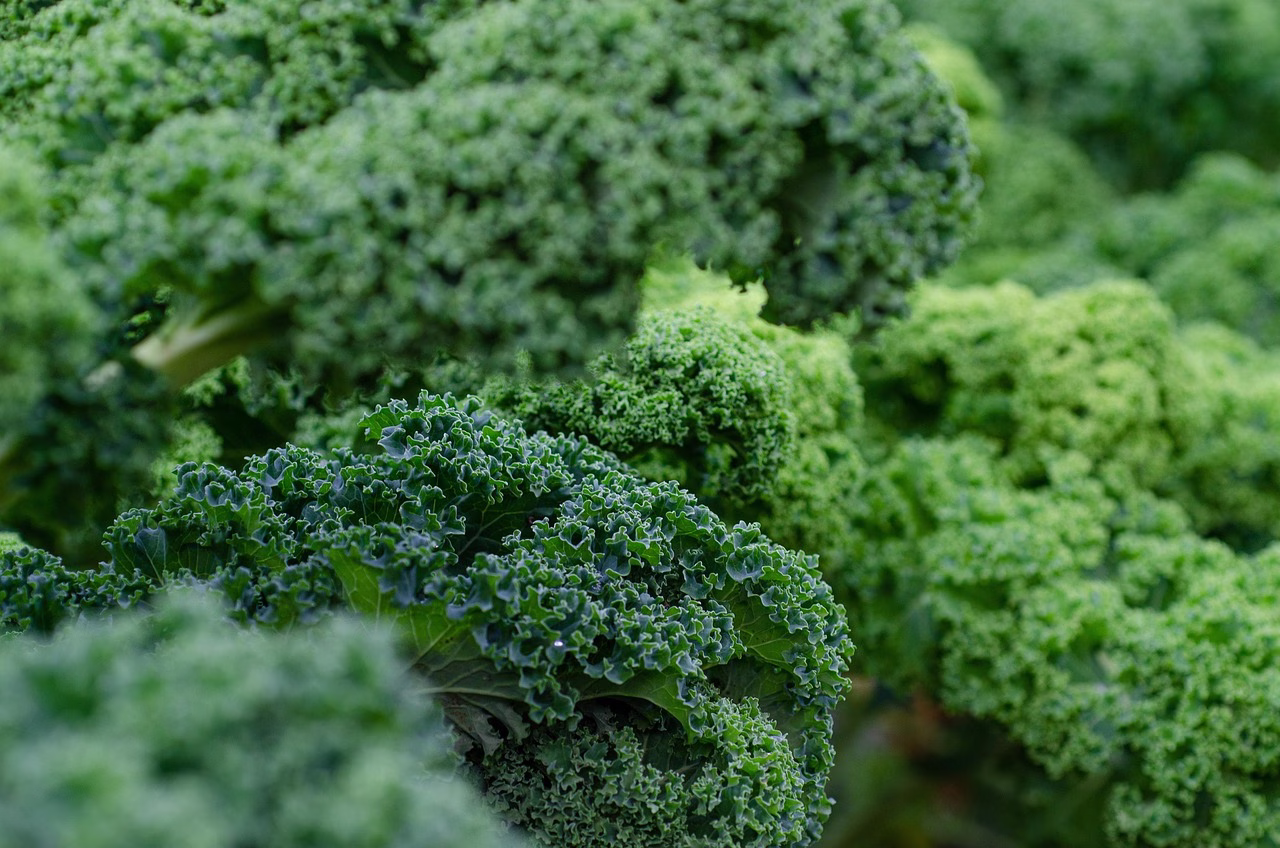 Verde Immagine